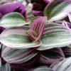 Nanouk Pink Tradescantia Plant in 2.5" Pot - Indoor Decorative Variegated Foliage