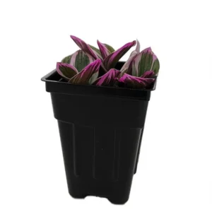 Nanouk Pink Tradescantia Plant in 2.5