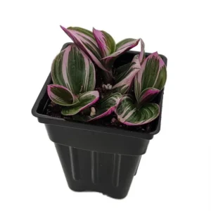 Nanouk Pink Tradescantia Plant in 2.5