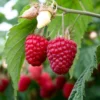 Nantahala Raspberry Plant - Primocane Raspberry Plug 2-5 in - Edible Fruit