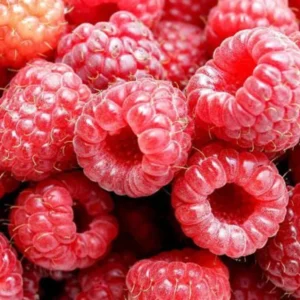 Nantahala Raspberry Plant - Primocane Raspberry Plug 2-5 in - Edible Fruit