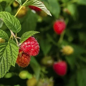 Nantahala Raspberry Plant - Primocane Raspberry Plug 2-5 in - Edible Fruit
