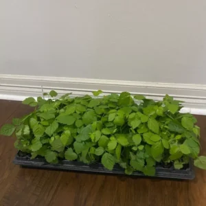 Nantahala Raspberry Plant - Primocane Raspberry Plug 2-5 in - Edible Fruit