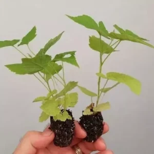 Nantahala Raspberry Plant - Primocane Raspberry Plug 2-5 in - Edible Fruit