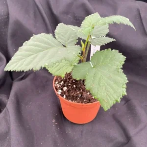 Natchez Thornless Blackberry - Large Sweet Berries - Rooted Plant 3