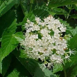 Native Arrowwood ‘Chicago Lustre’ Viburnum – 2-3’ Tall, Gallon Pot