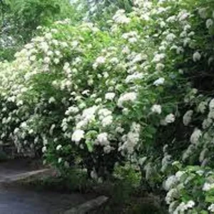 Native Arrowwood ‘Chicago Lustre’ Viburnum – 2-3’ Tall, Gallon Pot