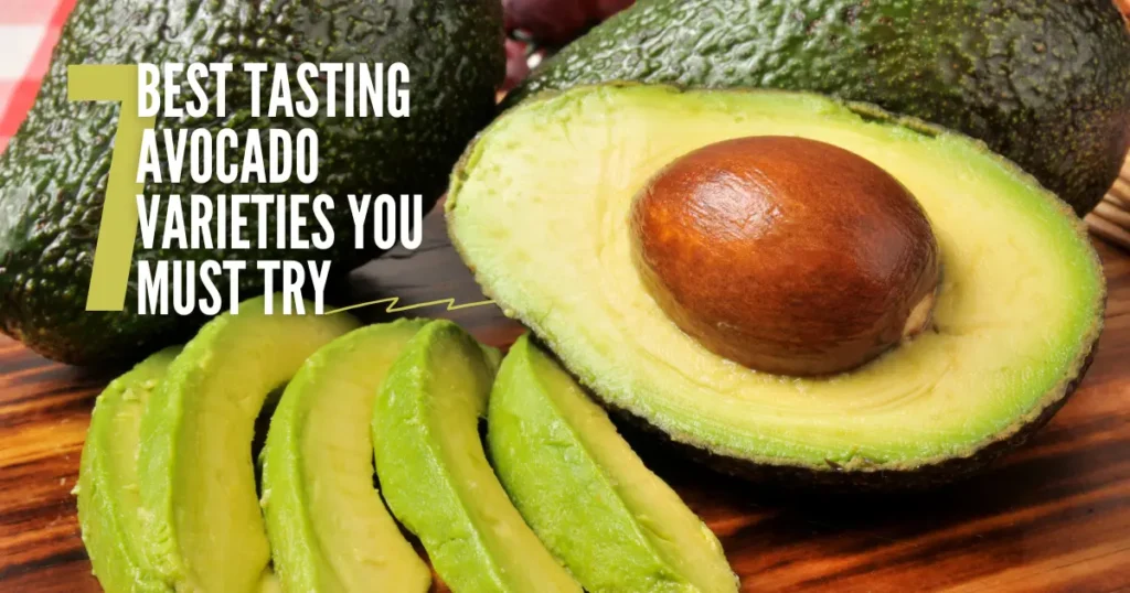 7 Best Tasting Avocado Varieties You Must Try