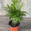 Neanthe Bella Palm Plant - 2.5 Inch Potted Palm - Indoor Air Purifier