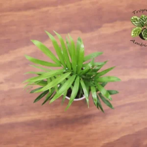 Neanthe Bella Palm Plant - 2.5 Inch Potted Palm - Indoor Air Purifier