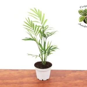Neanthe Bella Palm Plant - 2.5 Inch Potted Palm - Indoor Air Purifier