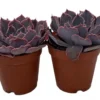 Neon Breakers Echeveria Succulent – 2 Live Plants, 2" Pots, Pink Edges, Low Maintenance