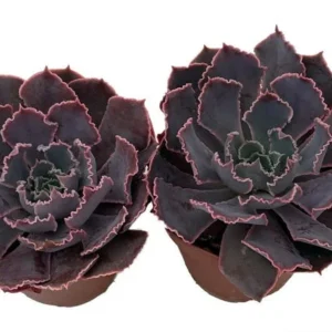 Neon Breakers Echeveria Succulent – 2 Live Plants, 2