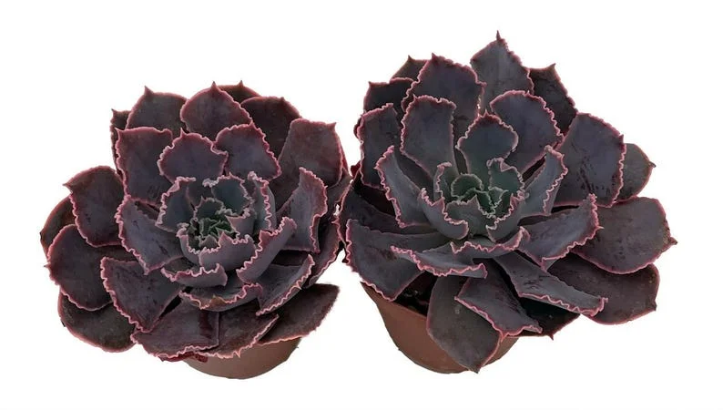 Neon Breakers Echeveria Succulent – 2 Live Plants, 2" Pots, Pink Edges, Low Maintenance