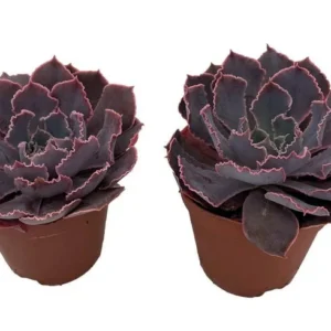 Neon Breakers Echeveria Succulent – 2 Live Plants, 2