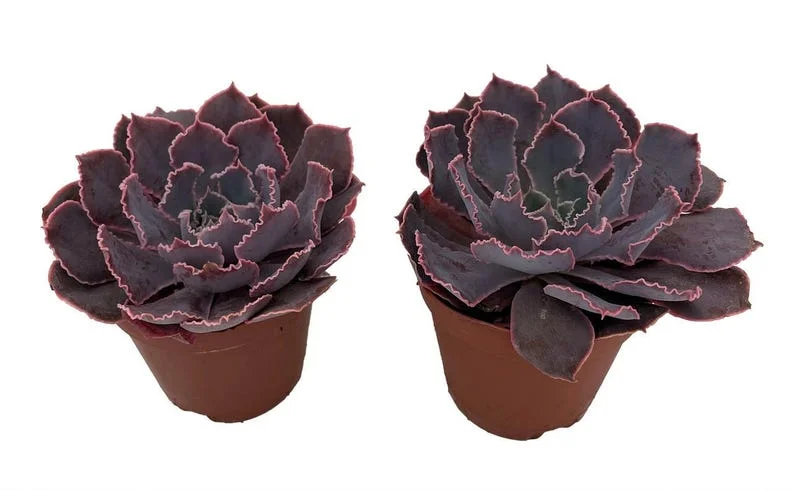 Neon Breakers Echeveria Succulent – 2 Live Plants, 2" Pots, Pink Edges, Low Maintenance