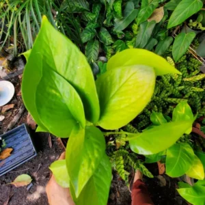 Neon Green Pothos Live House Plant, 4