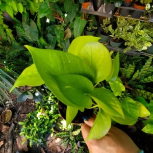 Neon Green Pothos Live House Plant, 4" Pot, Tropical, Indoor & Outdoor, Pet Safe