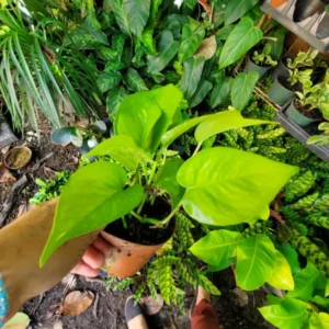 Neon Green Pothos Live House Plant, 4