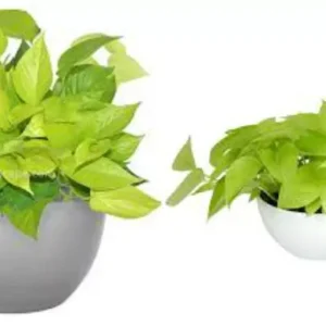 Neon Green Pothos Live House Plant, 4