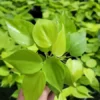 Neon Philodendron Cordatum Plant - 4" Pot - Neon Heart Shape