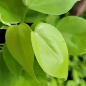 Neon Philodendron Cordatum Plant - 4