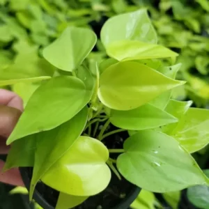 Neon Philodendron Cordatum Plant - 4