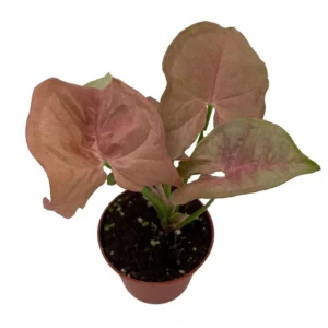 Neon Robusta Arrowhead Plant - Pink Syngonium - 2.5