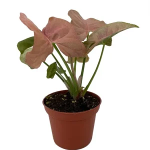 Neon Robusta Arrowhead Plant - Pink Syngonium - 2.5