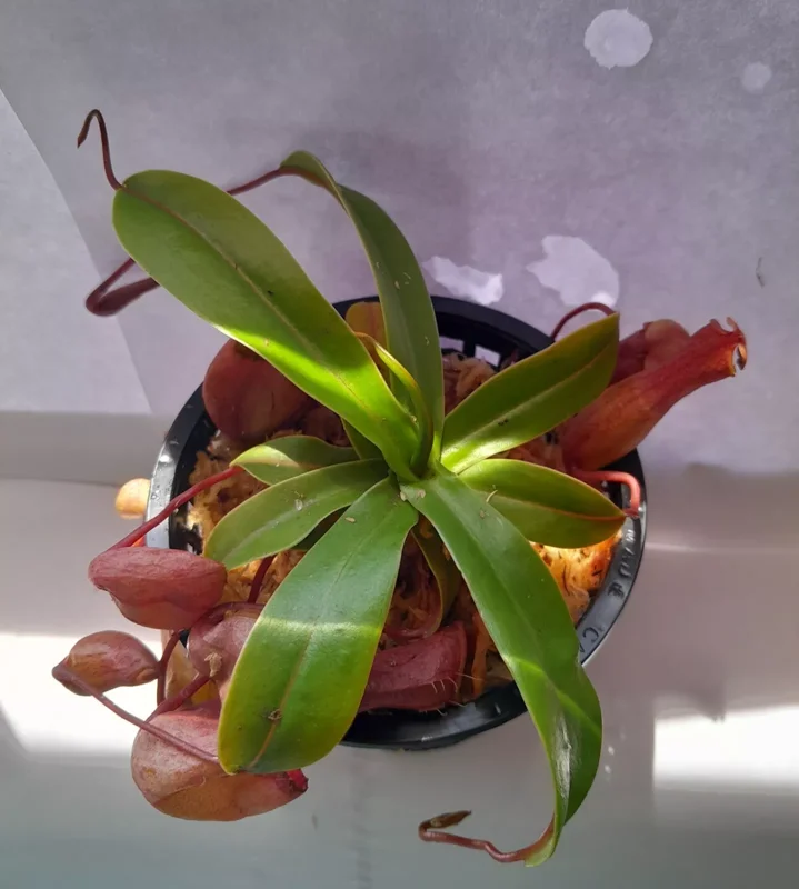 Nepenthes Ventricosa Tropical Pitcher Plant - 3.75 Inch Net Pot