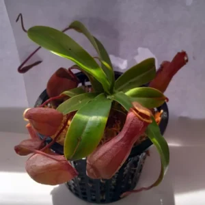 Nepenthes Ventricosa Tropical Pitcher Plant - 3.75 Inch Net Pot