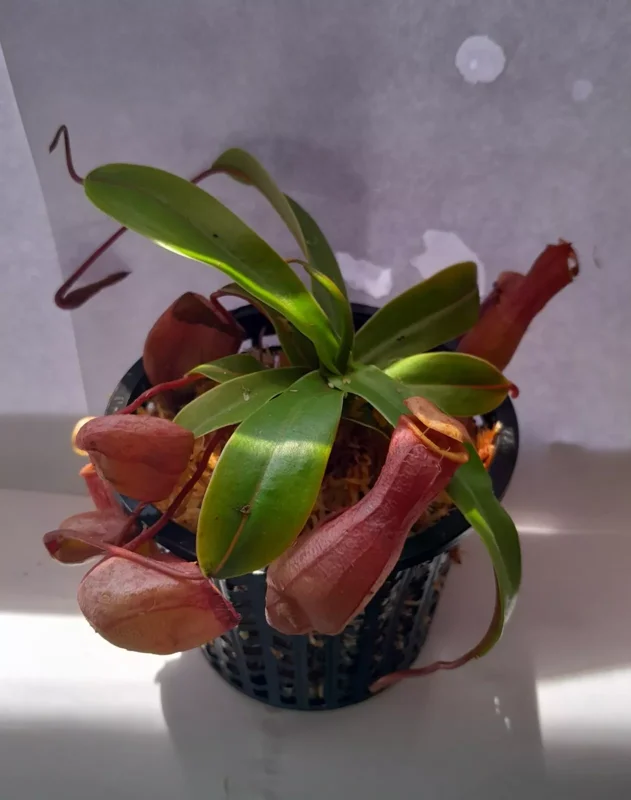 Nepenthes Ventricosa Tropical Pitcher Plant - 3.75 Inch Net Pot