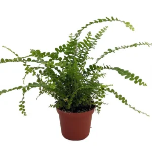 Nephrolepis Cordifolia Duffii Lemon Button Fern Live Plant - 2.5