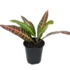 Nervia Croton - Colorful House Plant in 3.5" Pot, Vibrant Red & Bronze Leaves