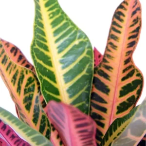 Nervia Croton - Colorful House Plant in 3.5