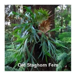 Netherland Staghorn Fern Live Plant - Platycerium in 4
