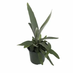 Netherland Staghorn Fern Live Plant - Platycerium in 4