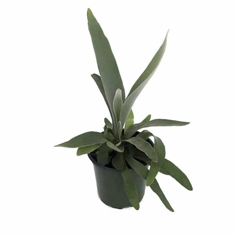 Netherland Staghorn Fern Live Plant - Platycerium in 4" Pot for Indoor Spaces