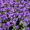 New England Aster Plant - 2-3" Potted Starter - Native Perennial - Grape Crush Colors