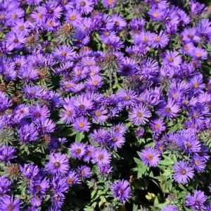 New England Aster Plant - 2-3
