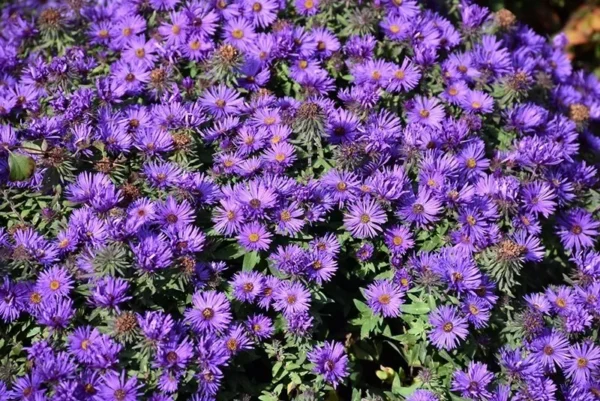 New England Aster Plant - 2-3" Potted Starter - Native Perennial - Grape Crush Colors