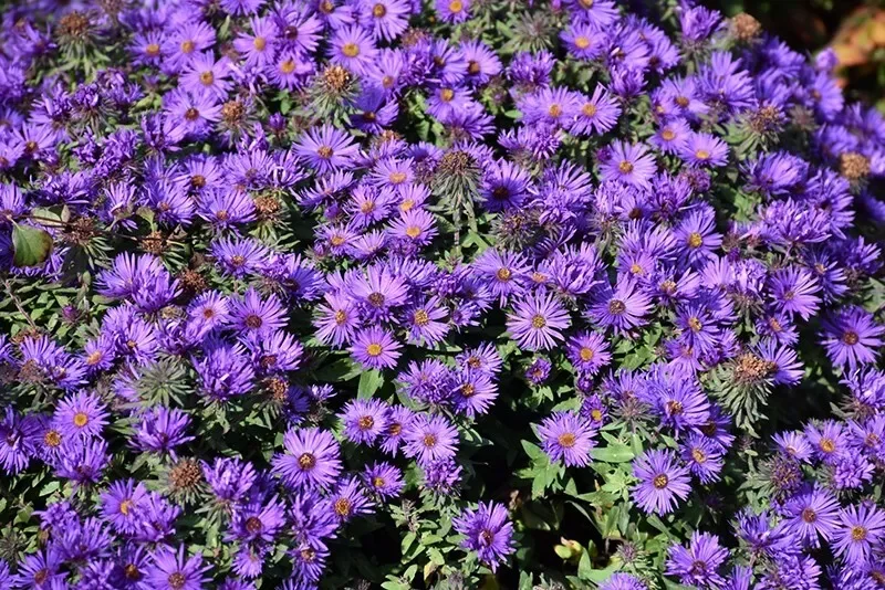 New England Aster Plant - 2-3" Potted Starter - Native Perennial - Grape Crush Colors