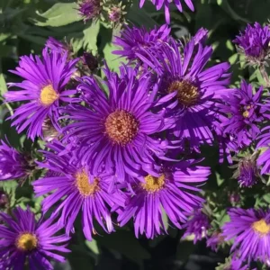 New England Aster Plant - 2-3