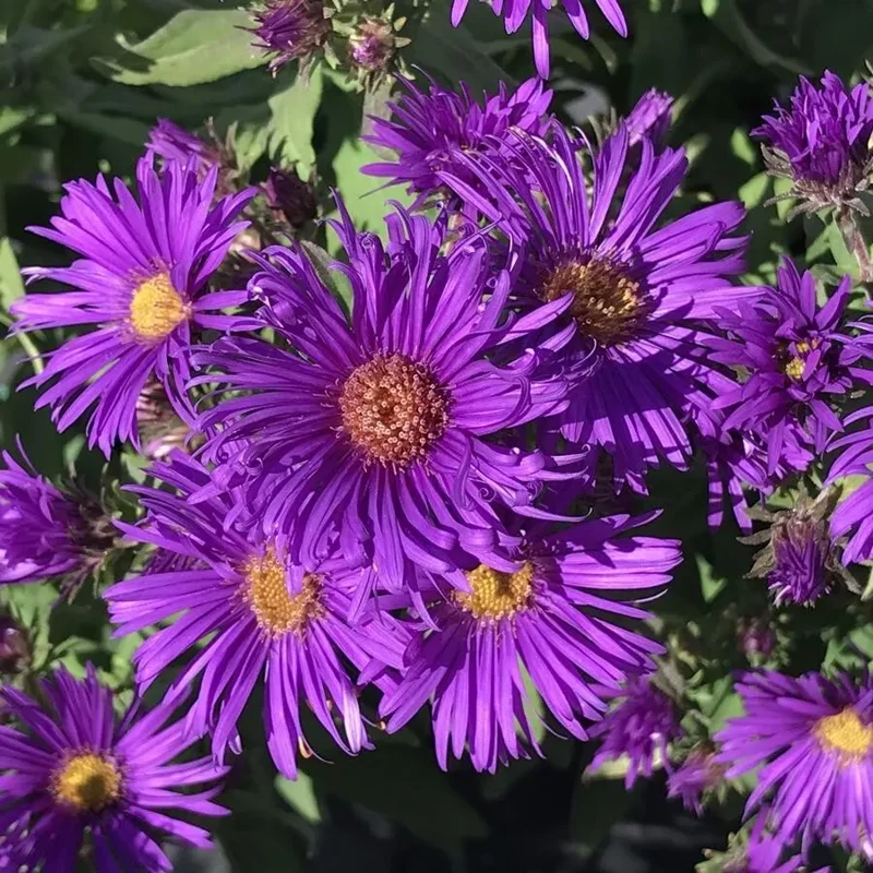 New England Aster Plant - 2-3" Potted Starter - Native Perennial - Grape Crush Colors
