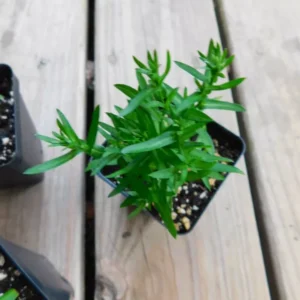 New England Aster Plant - 2-3