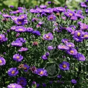 New England Aster Plant - 2-3