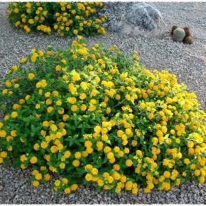 New Gold Lantana 1 Gallon Plant – Yellow Flowers, Heat-Tolerant Groundcover, Low Water Needs