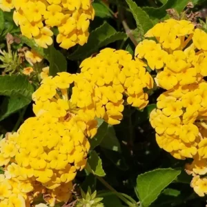 New Gold Lantana 1 Gallon Plant – Yellow Flowers, Heat-Tolerant Groundcover, Low Water Needs