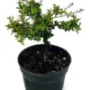Nia Plant Neea buxifolia - 4" Pot - Indoor House Plant or Bonsai Tree