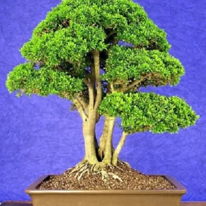 Nia Plant Neea buxifolia - 4